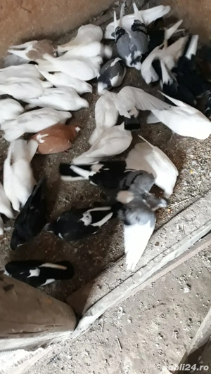 Jucători de galați Albi - imagine 2