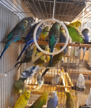 Papagali perusi - imagine 4