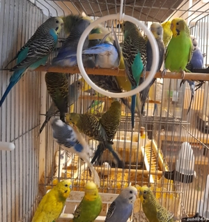 Papagali perusi - imagine 3