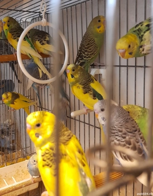 Papagali perusi - imagine 2