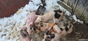 vand purcei  - imagine 4