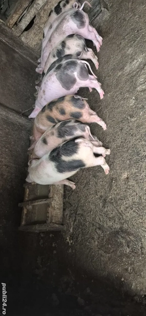 vand purcei  - imagine 2