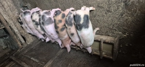 vand purcei  - imagine 3