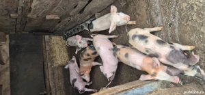 vand purcei  - imagine 5