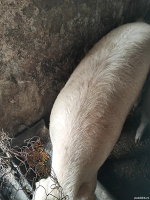 vand porc  - imagine 2