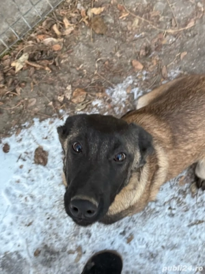 Ciobănesc Malinois - imagine 3