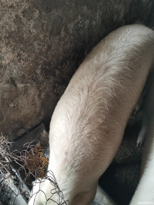 vand porc  - imagine 3