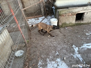 Ciobănesc Malinois - imagine 4