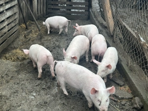 Vand purcei  - imagine 2