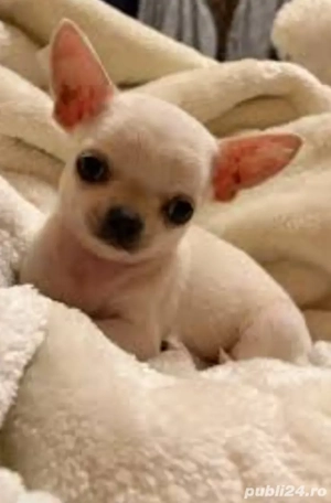 Chihuahua Toy cu pedigree 