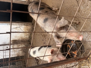 Vand porci crescuti acasa