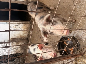 Vand porci crescuti acasa - imagine 5