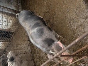 Vand porci crescuti acasa - imagine 3