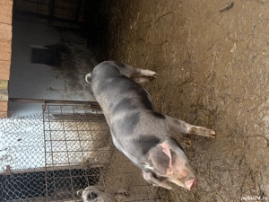 Vand porci crescuti acasa - imagine 4