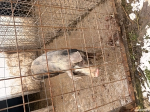 Vand porci crescuti acasa - imagine 2