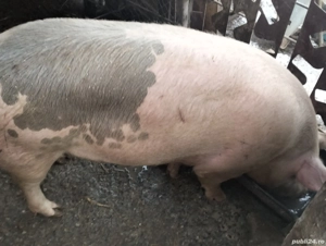 Porc gras. - imagine 2