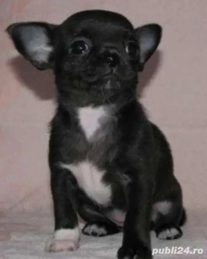 Chihuahua cu pedigree 