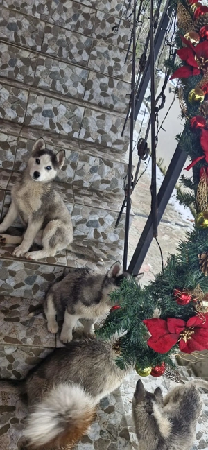 Catelusi husky de vanzare.  - imagine 2
