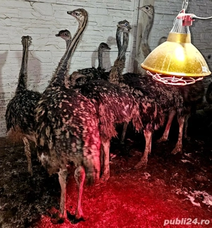 Pui de struti sanatosi  - imagine 2