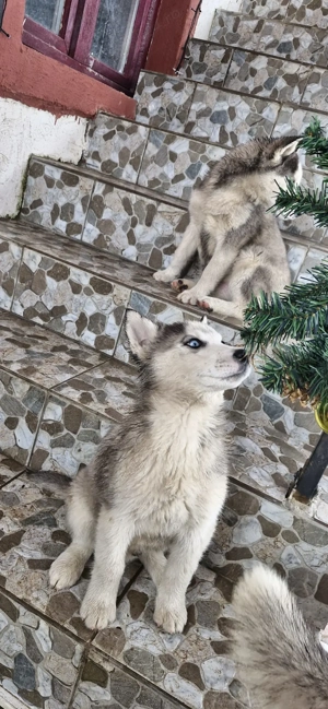 Catelusi husky de vanzare.  - imagine 4