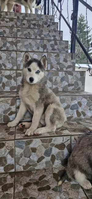 Catelusi husky de vanzare.  - imagine 3