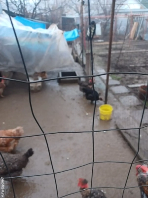 vind gaini si cocosi de tara