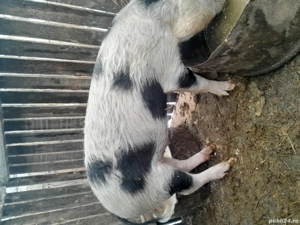 Vind purcel godac 45 kg necastrat maninca orice - imagine 3