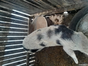 Vind purcel godac 45 kg necastrat maninca orice - imagine 2