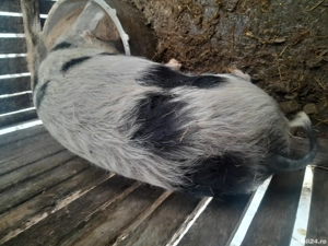 Vind purcel godac 45 kg necastrat maninca orice - imagine 4