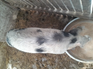 Vind purcel godac 45 kg necastrat maninca orice