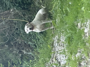 Dog Argentinian de vanzare! - imagine 5