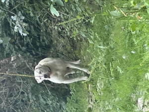 Dog Argentinian de vanzare! - imagine 2