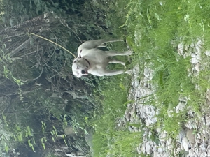 Dog Argentinian de vanzare! - imagine 3