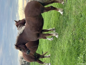 Vând mânză tânără  - imagine 3