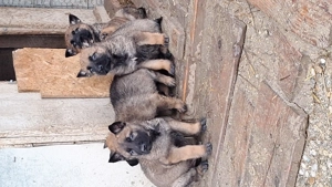 Pui ciobanesc malinois belgian