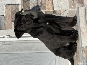 Cățelușe Cane Corso cu pedigree - imagine 2