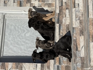 Cățelușe Cane Corso cu pedigree - imagine 4