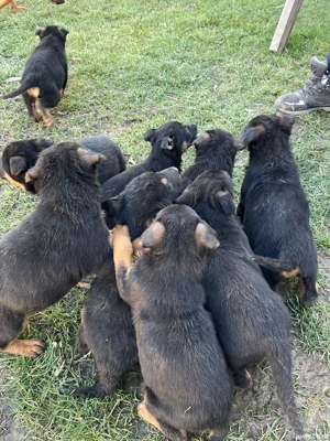 catei Ciobanesc german 