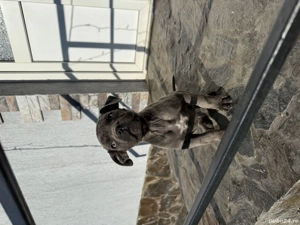 Cățelușe Cane Corso cu pedigree - imagine 3