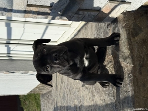 Cățelușe Cane Corso cu pedigree - imagine 5