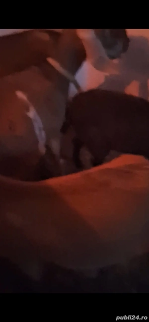 Vand 2 caprite + o ieduta - imagine 4