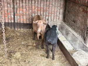 Vand 2 caprite + o ieduta - imagine 3