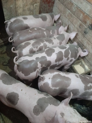 Vând purcei pietreni - imagine 2