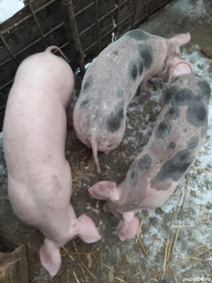 Vând purcei pietreni