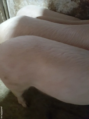 soldani 70 -80 kg  - imagine 3