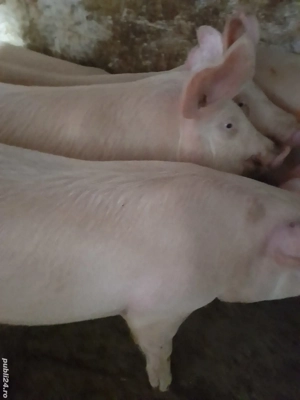 soldani 70 -80 kg  - imagine 2