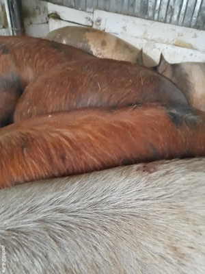porci 160 -200 kg preț 10 lei kg la cantar - imagine 3