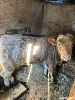 Vand vaca si vitel - imagine 2