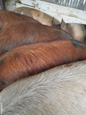 porci 160 -200 kg preț 10 lei kg la cantar - imagine 2