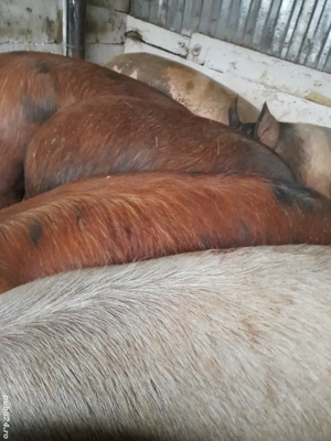 porci 160 -200 kg preț 10 lei kg la cantar - imagine 4